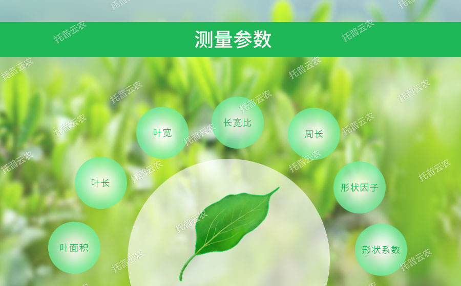 活体叶面积测定仪可测量参数