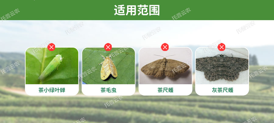 联网型风吸式茶园杀虫灯适用范围