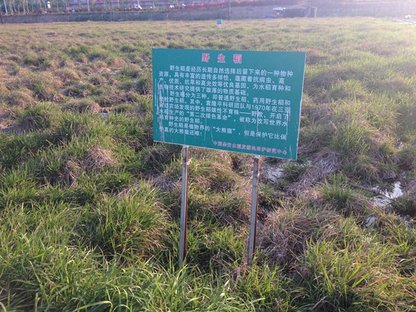 海南三亚将建立世界野生稻种质资源圃