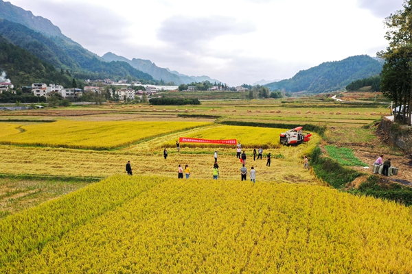 2021年10月8日，在贵州省麻江县坝芒乡乐坪村，人们参加从南京农业大学引进试种的水稻新品种测产验收现场会（无人机照片）