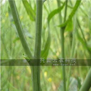 油菜分支角测量仪