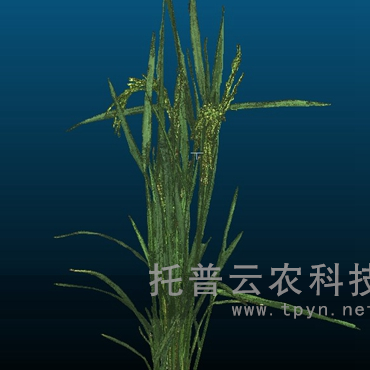 盆栽植物三维数字表型采集分析系统