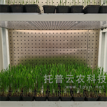 智能人工气候室