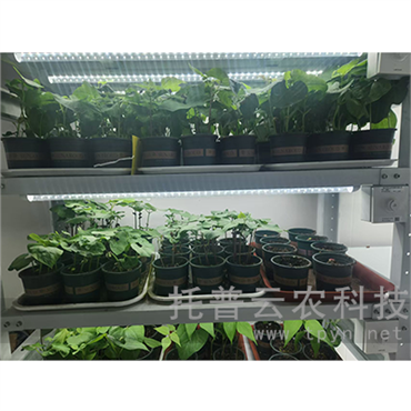 步入式人工气候箱