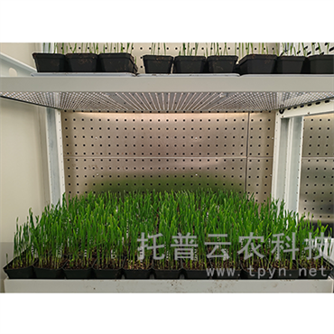 步入式人工气候箱