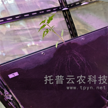 高通量植物根系表型采集分析系统（根盒式）