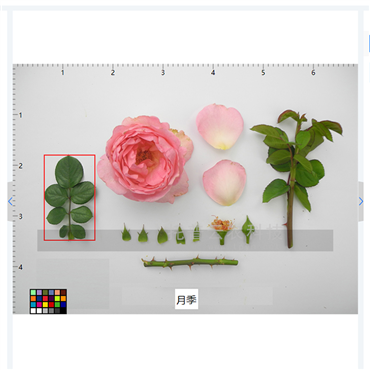 多功能植物表型采集分析系统