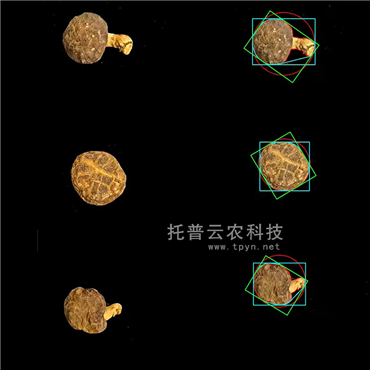 食用菌表型采集分析系统