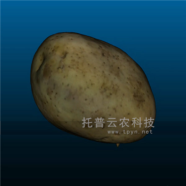 果实三维表型分析系统