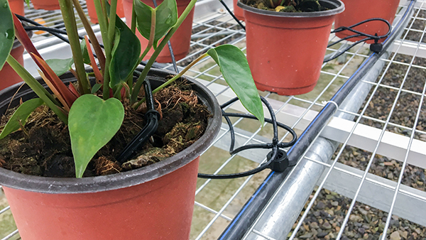 托普云农全自动托管式温室大棚红掌种植区域