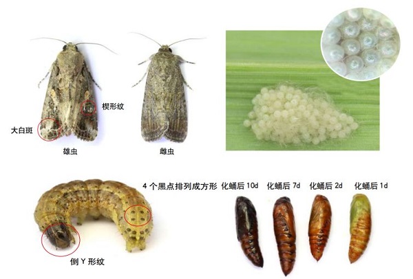 草地贪夜蛾不是终点，而是单个需求