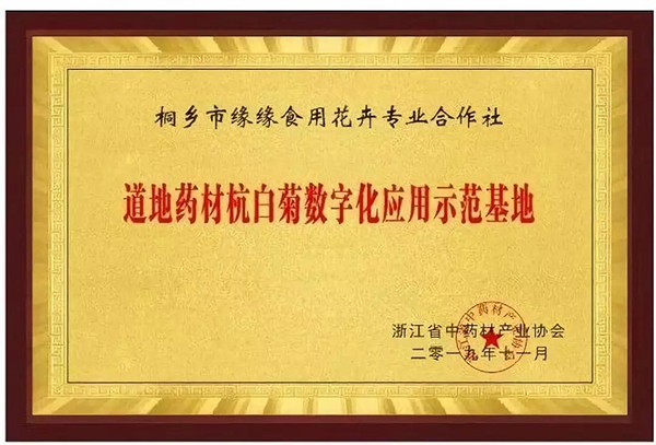 道地药材数字化应用发布，杭白菊产业迎来数字化变革